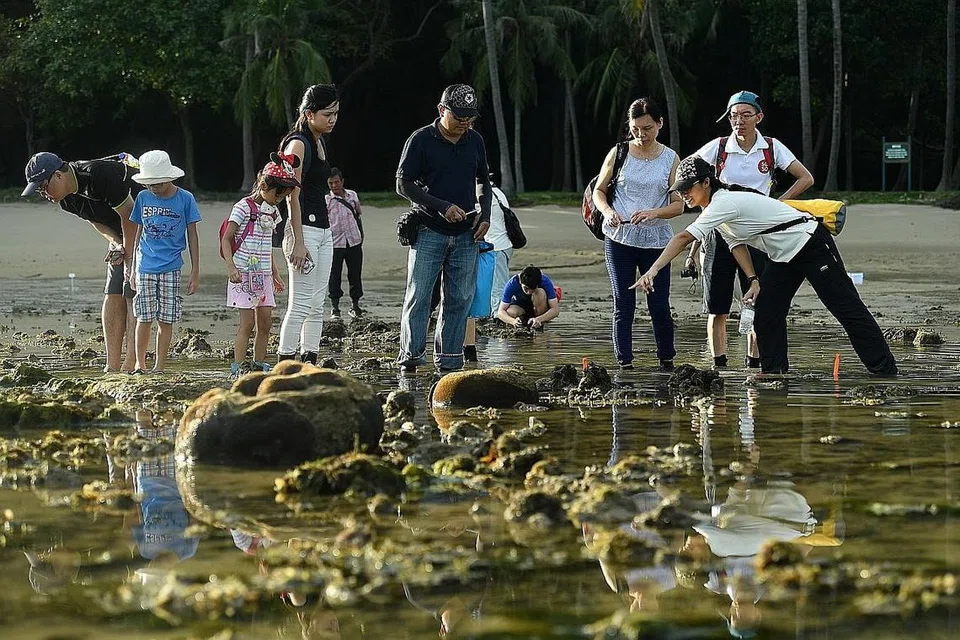 SAMPAIKAN ILMU PADA YANG LAIN: Cik Ng Juat Ying (kanan, menyandang beg kuning), salah seorang pengurus projek di Pusat Biodiversiti Nasional, Lembaga Taman Negara (NParks), membimbing peserta di sebuah kawasan pasang surut di Taman Marin Pulau Sisters pada 14 Disember 2016. - Foto-foto THE STRAITS TIMES