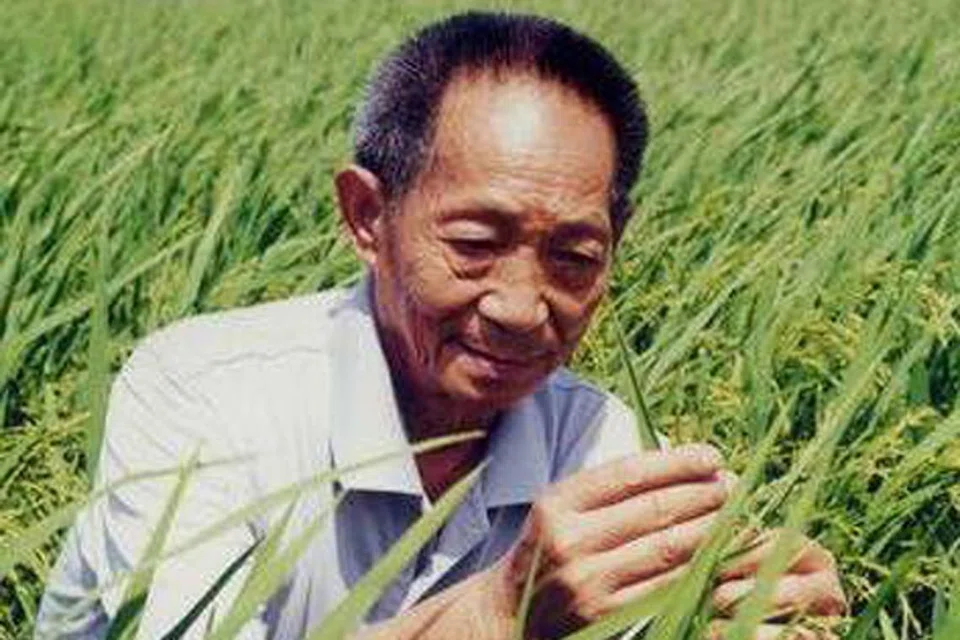 LUASKAN SAWAH: Tuaian tinggi berbanding hasil purata global mendorong kumpulan Profesor Yuan Longping meluaskan projek penanaman padi di Dubai. - Foto FACEBOOK/YUAN LONGPING