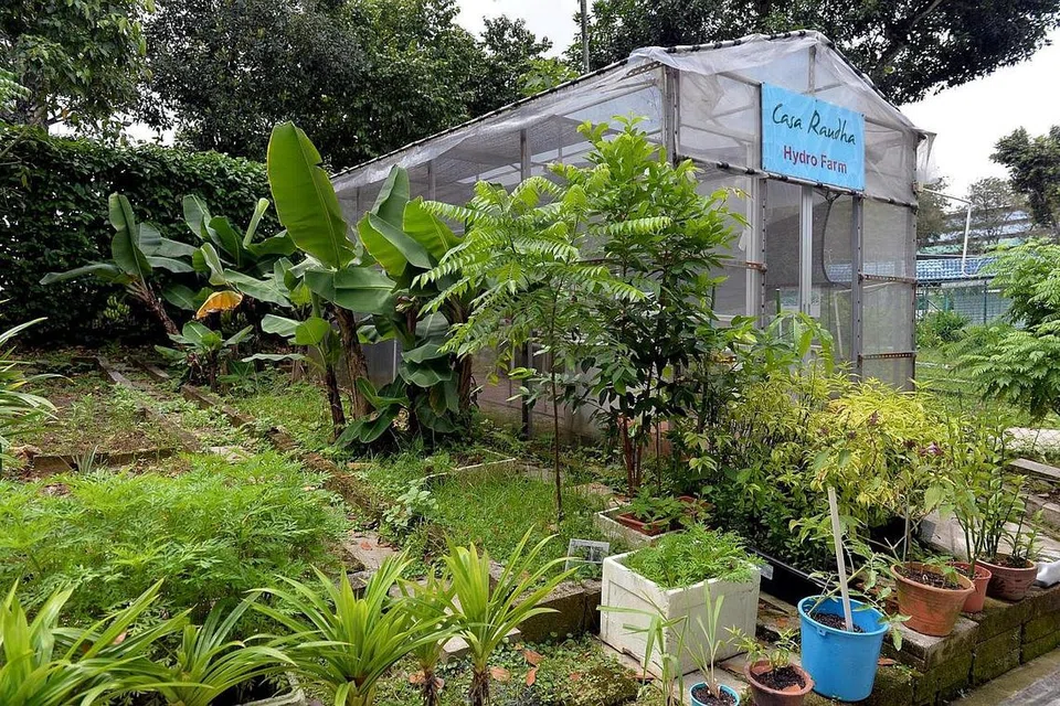 MENGHIJAU: Salah satu kebun yang menghasilkan tumbuhan seperti sayur-sayuran yang ditanam penghuni Rumah Tumpangan Wanita Casa Raudha - tempat perlindungan bagi mangsa keganasan keluarga - tempat Encik Abdul Rohim menabur bakti sebagai presiden. - Foto fail