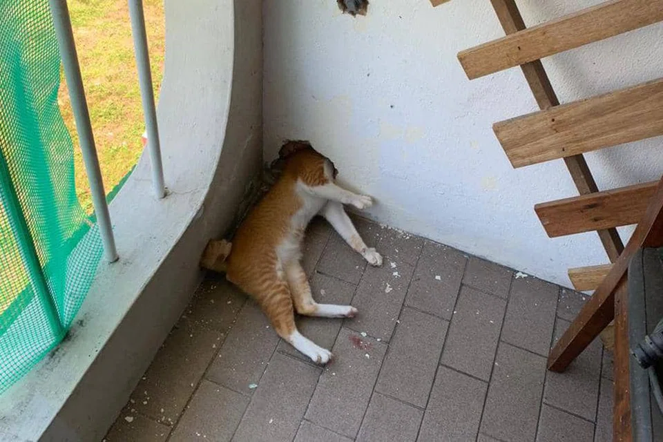 Tubuh badan seekor kucing yang tersangkut dalam tembok kelihatan separuh terkeluar ketika menjalankan operasi menyelamat.