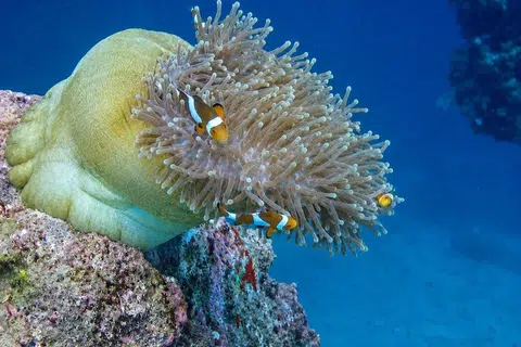 Antara haiwan yang dilihat adalah ‘clown fish’ atau ‘nemo’.