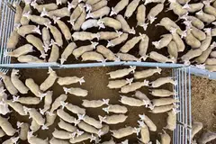 Kambing biri-biri di ladang ternakan di 1622 Davys Plains Rd, Cargo, New South Wales. Kambing-kambing yang akan dieskport ke Singapura dipindahkan dari kandang yang lebih luas kepada kandang saiz lebih kecil secara berperingkat untuk tujuan pengiraaan dan pemeriksaan.