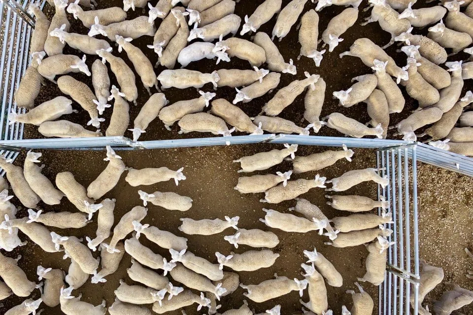 Kambing biri-biri di ladang ternakan di 1622 Davys Plains Rd, Cargo, New South Wales. Kambing-kambing yang akan dieskport ke Singapura dipindahkan dari kandang yang lebih luas kepada kandang saiz lebih kecil secara berperingkat untuk tujuan pengiraaan dan pemeriksaan.