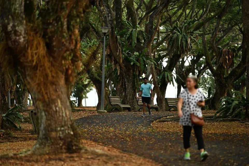 Taman Pasir Ris pada 26 September 2019. Habitat hutan bakau di taman ini merupakan satu-satunya kawasan di Singapura di mana orang ramai boleh mendekati kunang-kunang. - Foto ST oleh LIM YAOHUI