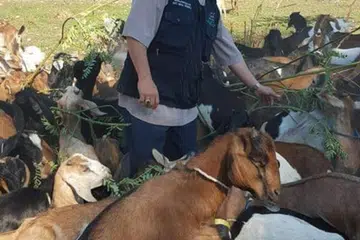 DAGING BERMUTU: Pemeriksaan kelayakan haiwan korban dilakukan oleh Al-Imtaq International & Services terlebih dahulu bagi memilih mutu daging terbaik.