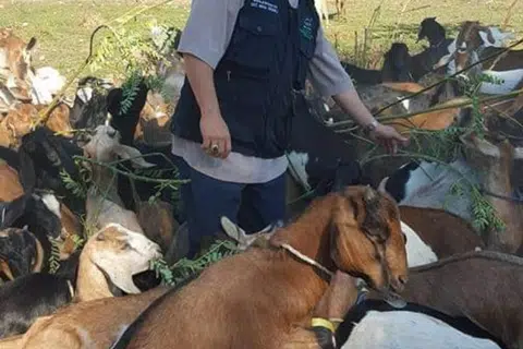 DAGING BERMUTU: Pemeriksaan kelayakan haiwan korban dilakukan oleh Al-Imtaq International & Services terlebih dahulu bagi memilih mutu daging terbaik.