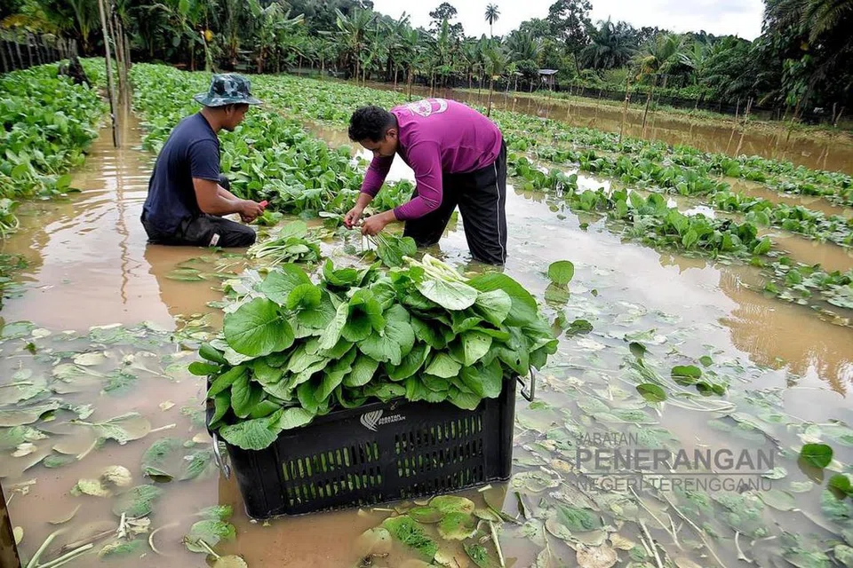 TUAI HASIL: Pekebun sayur, Encik Mohd Ridhuan Ghazali, 34 tahun (kiri) dan rakannya, Encik Mohamad Sabri, 33 tahun, menuai hasil tanaman sawi yang ditenggelami banjir di Kampung Petaling, Kuala Nerus. Sebahagian tanamannya turut rosak akibat banjir.