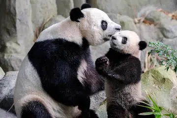 Mata-mata mengajak pembaca berkongsi gambar kenangan bertema kasih sayang seperti yang dirakamkan antara ibu beruang panda terkenal Jia Jia terhadap anaknya, Le Le yang dilahirkan di Singapura. 