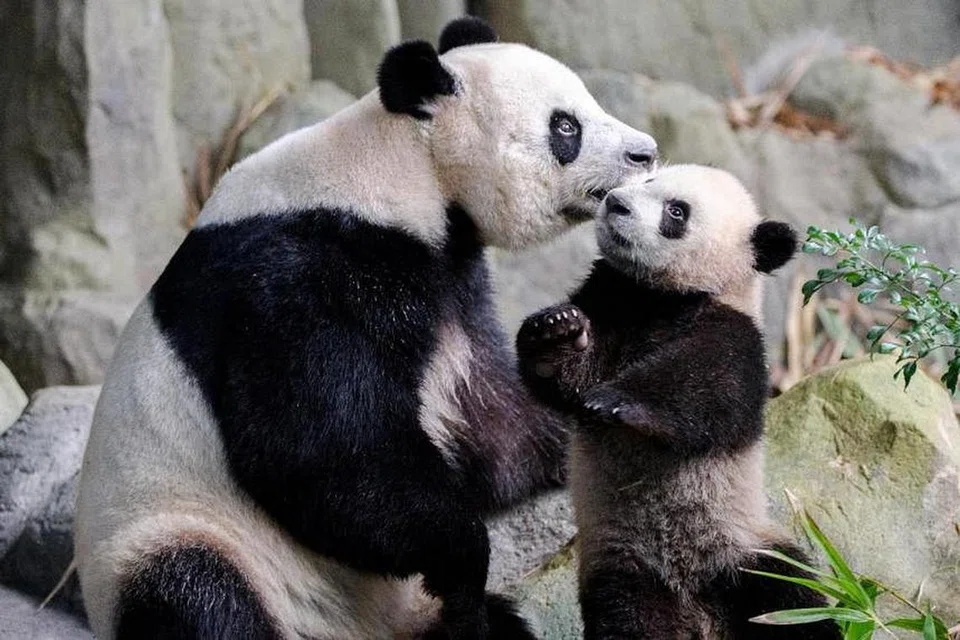 Mata-mata mengajak pembaca berkongsi gambar kenangan bertema kasih sayang seperti yang dirakamkan antara ibu beruang panda terkenal Jia Jia terhadap anaknya, Le Le yang dilahirkan di Singapura. 