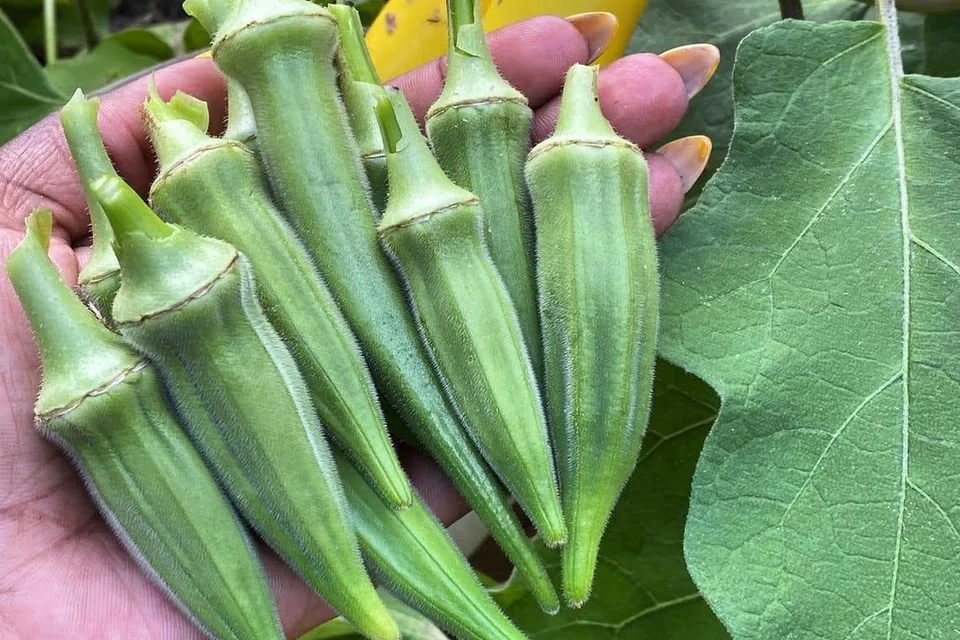 Kacang bendi antara sayur yang banyak khasiatnya.