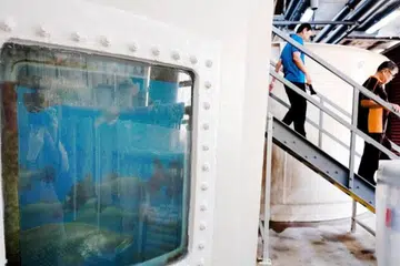 TINGKAT JUMLAH IKAN: Stok induk ikan siakap Asia di Pusat Akuakultur Marin Agensi Makanan Singapura.
