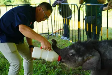Pengerusi Jawatankuasa Kesihatan dan Alam Sekitar Johor, Encik Ling Tian Soon memberi susu kepada anak gajah di Pusat Santuari Gajah, Kota Tinggi, Johor.