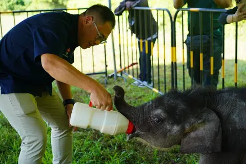 Pengerusi Jawatankuasa Kesihatan dan Alam Sekitar Johor, Encik Ling Tian Soon memberi susu kepada anak gajah di Pusat Santuari Gajah, Kota Tinggi, Johor.