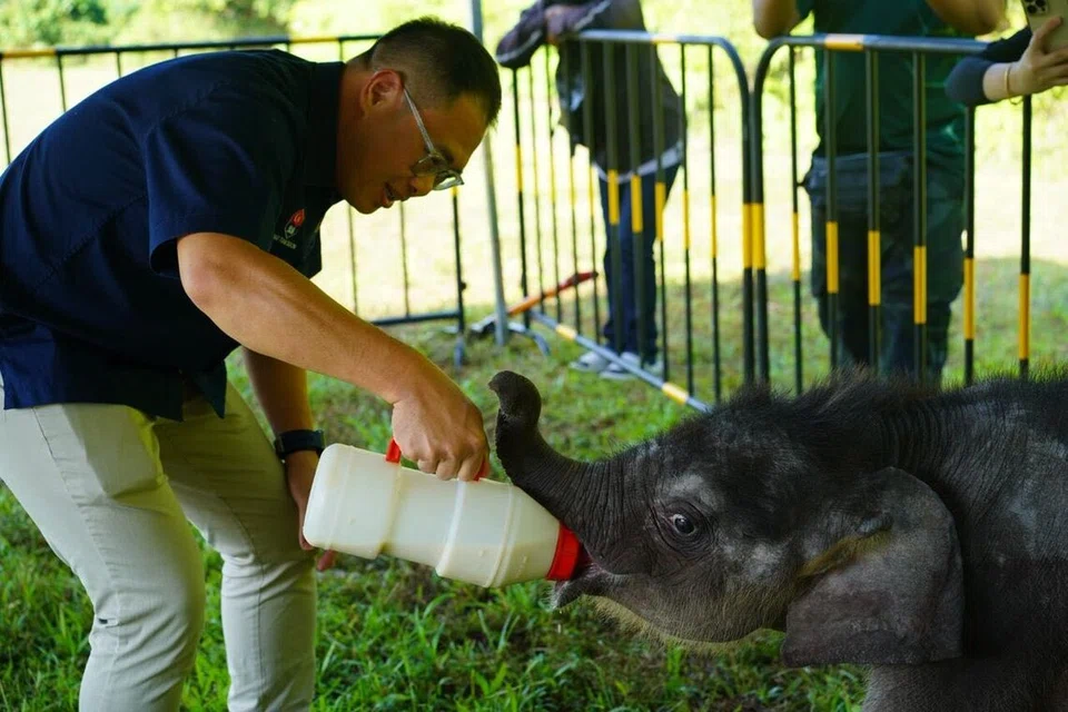 Pengerusi Jawatankuasa Kesihatan dan Alam Sekitar Johor, Encik Ling Tian Soon memberi susu kepada anak gajah di Pusat Santuari Gajah, Kota Tinggi, Johor.