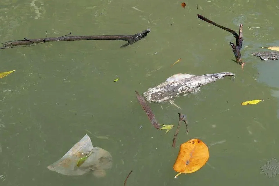 Ribuan ikan ditemui mati di Sungai Chandung, Pulau Indah, Klang, Selangor, yang dipercayai tercemar pada 7 September.