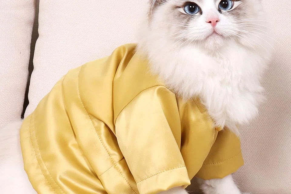 Si bulus dengan baju kurungnya.