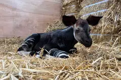 Seekor anak okapi jantan dilahirkan pada 27 Julai kepada Kisala dan Xandor, yang pertama kali menjadi induk.
