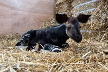 Seekor anak okapi jantan dilahirkan pada 27 Julai kepada Kisala dan Xandor, yang pertama kali menjadi induk.