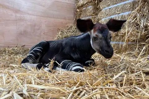 Seekor anak okapi jantan dilahirkan pada 27 Julai kepada Kisala dan Xandor, yang pertama kali menjadi induk.