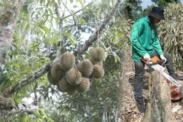 Operasi memusnahkan pokok durian dilakukan pada Operasi Penguatkuasaan Bersepadu Tanaman Durian di kawasan Hutan Simpanan Gunung Benum, di Raub, Pahang, yang diceroboh. 
