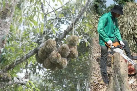 Operasi memusnahkan pokok durian dilakukan pada Operasi Penguatkuasaan Bersepadu Tanaman Durian di kawasan Hutan Simpanan Gunung Benum, di Raub, Pahang, yang diceroboh. 