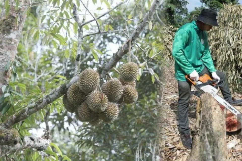 Operasi memusnahkan pokok durian dilakukan pada Operasi Penguatkuasaan Bersepadu Tanaman Durian di kawasan Hutan Simpanan Gunung Benum, di Raub, Pahang, yang diceroboh. 