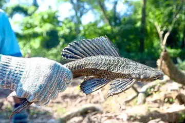 Dikenali dengan keupayaannya untuk hidup di persekitaran air keruh, ikan ini semakin dipromosikan sebagai hidangan istimewa.