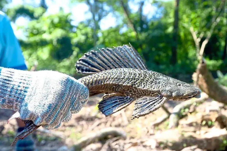 Dikenali dengan keupayaannya untuk hidup di persekitaran air keruh, ikan ini semakin dipromosikan sebagai hidangan istimewa.