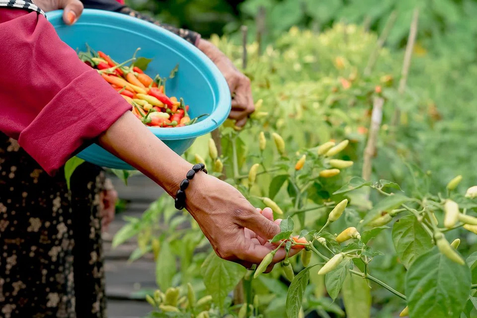 Tanggungjawab manusia bukan sahaja terhadap kesejahteraan diri sendiri, malah kesejahteraan bumi dan semua makhluk di dalamnya.