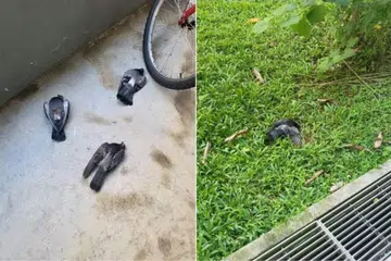 TIDAK DIBERSIH: Burung merpati yang sudah mati atau pengsan tidak dibersihkan tepat pada masanya selepas empat jam. 