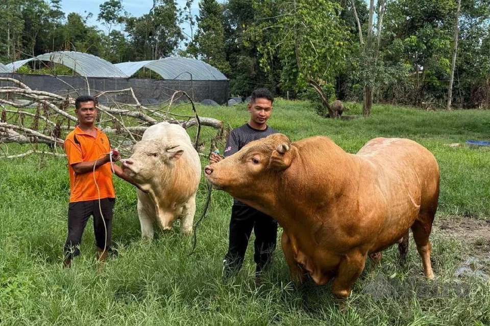 Penternak lembu, Encik Armizan Harun, 46 tahun (kiri), bersama anak sulungnya, Encik Arfan Raqfin, 23 tahun, memperoleh pulangan tinggi menjual lembu ‘sado’ (besar) ternakan mereka sempena korban Hari Raya Aidiladha. 