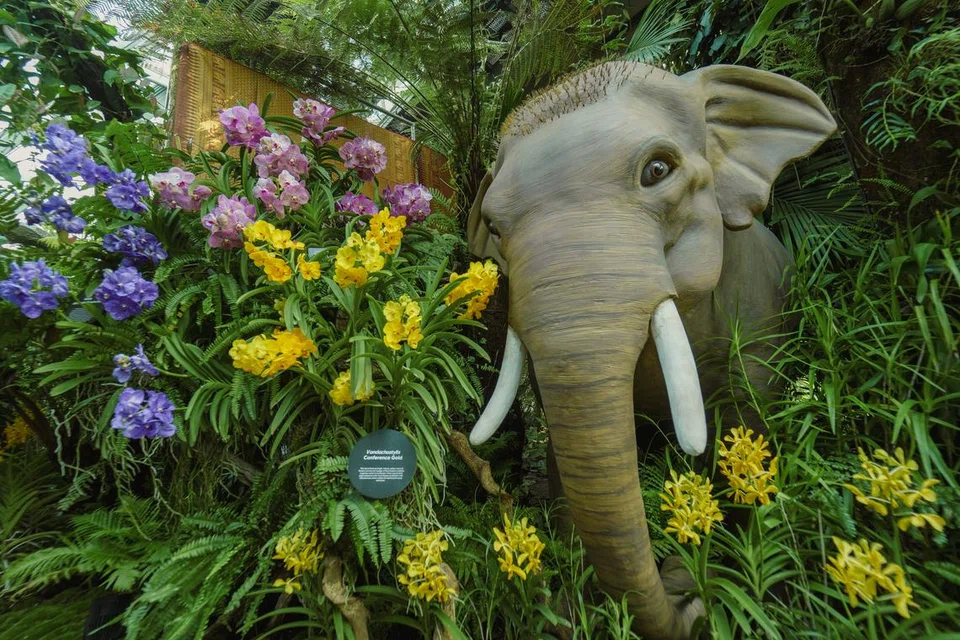 Anggerik ‘slipper’ dan ‘Vandachostylis’ adalah antara anggerik unik yang  dipamerkan bersama hiasan lain seperti gajah. 
