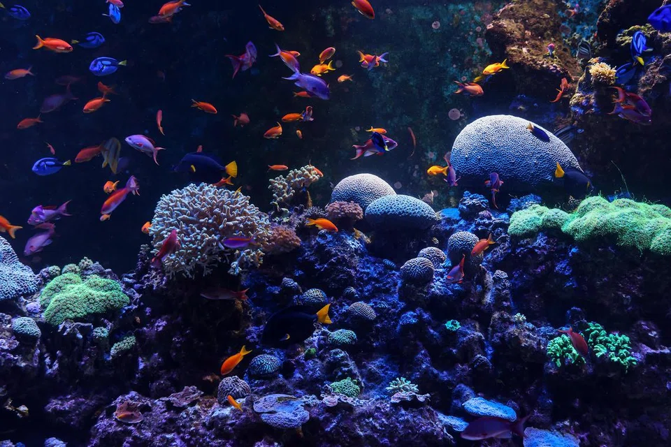 DUNIA BERWARNA-WARNI: Pameran terumbu karang ini merupakan salah satu tarikan di Singapore Oceanarium dan menampilkan pelbagai jenis hidupan laut kecil berwarna-warni. 