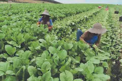 Pekebun sayur di Cameron Highlands, Pahang, meningkatkan pengeluaran tanaman hingga 20 peratus bagi menampung permintaan pada musim tengkujuh yang diramal bermula pada November.