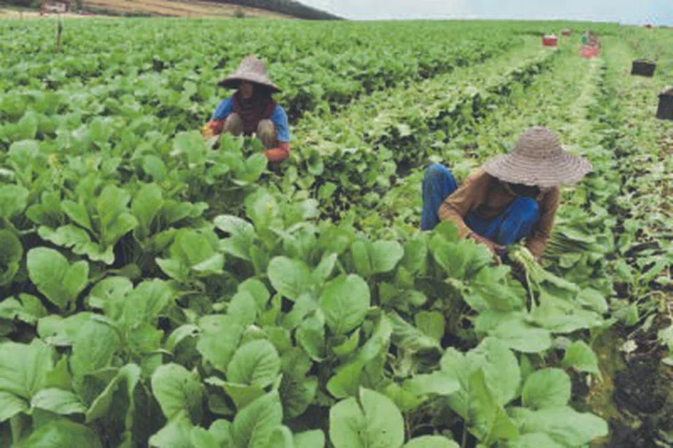 Pekebun sayur di Cameron Highlands, Pahang, meningkatkan pengeluaran tanaman hingga 20 peratus bagi menampung permintaan pada musim tengkujuh yang diramal bermula pada November.