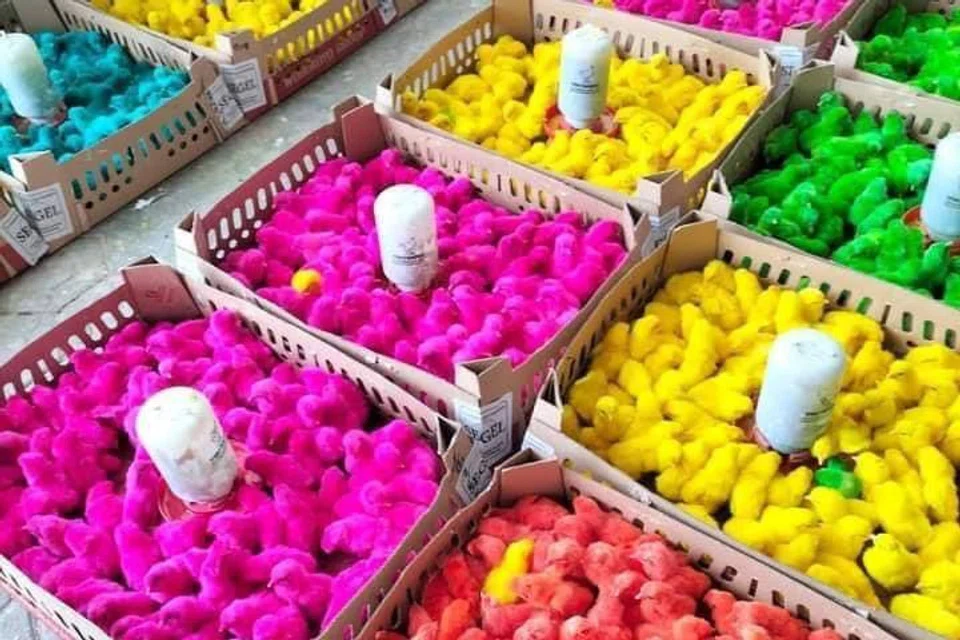 Comel atau kejam? Anak-anak ayam kini jadi trend sebagai berkat majlis perkahwinan di Malaysia dan Indonesia. 