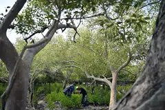 bay east garden, gardens by the bay, Anton van der Schans, Augustino Mendez Perera, timor-leste, bakau 