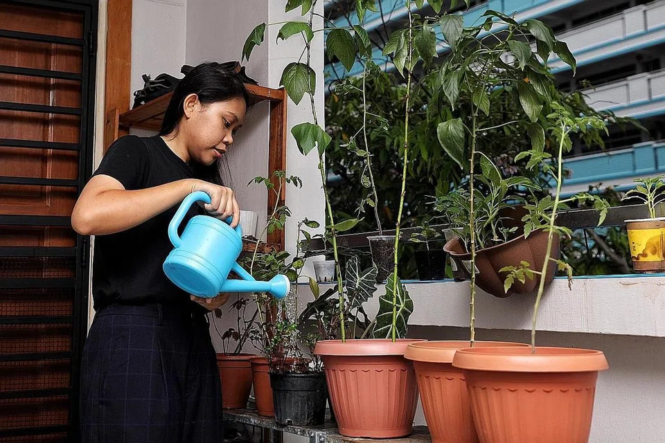 SAYUR-SAYURAN TANGAN SENDIRI: Cik Aishah menanam sayur-sayuran yang boleh dimakan dan mula 'berkebun' sejak tempoh pemutus litar. - Foto BH oleh JOEL CHAN