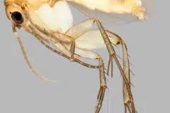 Antara spesies agas baru ditemui, Mycetophila georgettechenae, dinamakan sempena pelukis cat terkenal Singapura, Georgette Chen.