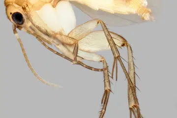 Antara spesies agas baru ditemui, Mycetophila georgettechenae, dinamakan sempena pelukis cat terkenal Singapura, Georgette Chen.