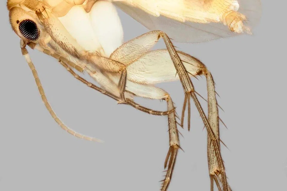 Antara spesies agas baru ditemui, Mycetophila georgettechenae, dinamakan sempena pelukis cat terkenal Singapura, Georgette Chen.