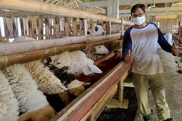 UNTUK INDONESIA: Penyedia khidmat Attawasol Insaniy menjangka sekitar 2,500 ekor kambing untuk dikorbankan di Indonesia. - Foto ATTAWASOL INSANIY
