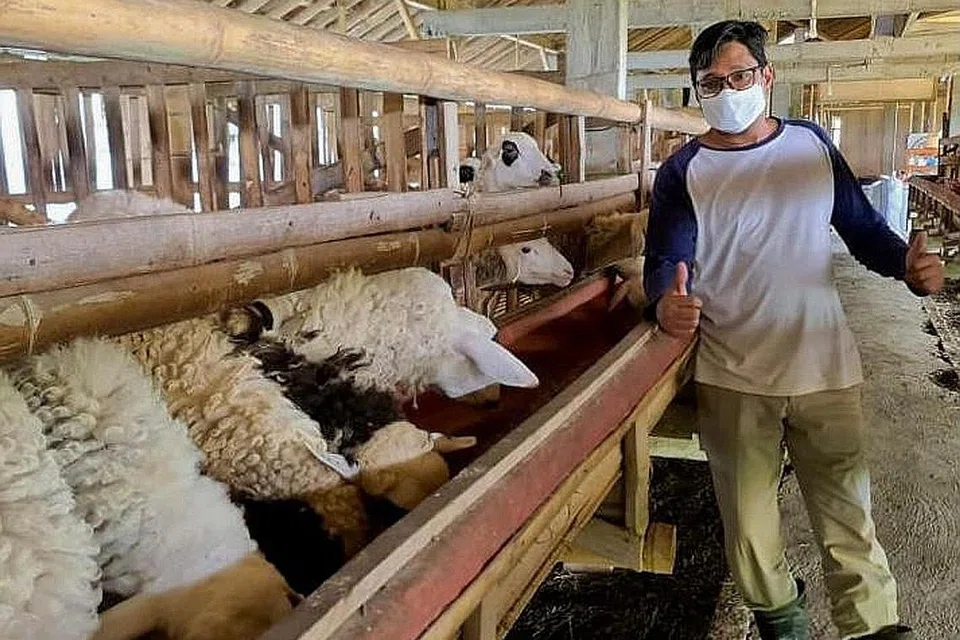 UNTUK INDONESIA: Penyedia khidmat Attawasol Insaniy menjangka sekitar 2,500 ekor kambing untuk dikorbankan di Indonesia. - Foto ATTAWASOL INSANIY