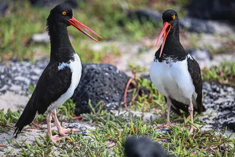 UNIK: Burung yang dikenali sebagai Oystercatcher yang ditemui di Tortuga Bay di Pulau Santa Cruz sebahagian daripada benua Galapagos di Ecuador (Gambar hiasan).