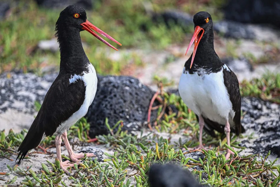 UNIK: Burung yang dikenali sebagai Oystercatcher yang ditemui di Tortuga Bay di Pulau Santa Cruz sebahagian daripada benua Galapagos di Ecuador (Gambar hiasan).