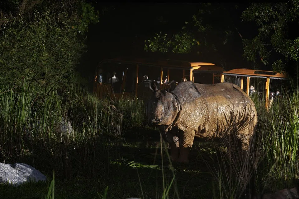 Safari Malam