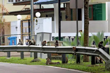 CARI MAKANAN: Sebagai haiwan pinggir hutan, ia sering mengunjungi persekitaran terdekatnya untuk meneroka dan mencari makanan. Haiwan ini mungkin juga mengunjungi rumah kita untuk mencari makanan.