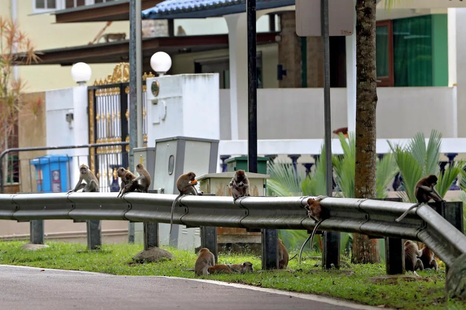 CARI MAKANAN: Sebagai haiwan pinggir hutan, ia sering mengunjungi persekitaran terdekatnya untuk meneroka dan mencari makanan. Haiwan ini mungkin juga mengunjungi rumah kita untuk mencari makanan.
