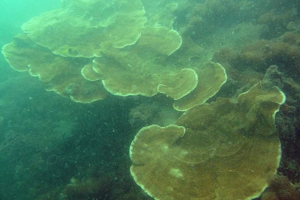 Karang berbentuk piring dapat menampung banyak haiwan terumbu dengan struktur mereka yang luas.