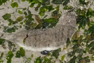 Haiwan marin, mikroplastik